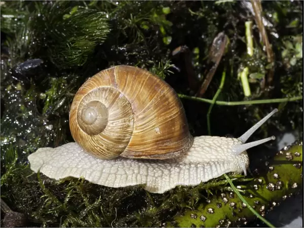 Burgundy Snail - edible snail. Alsace - France