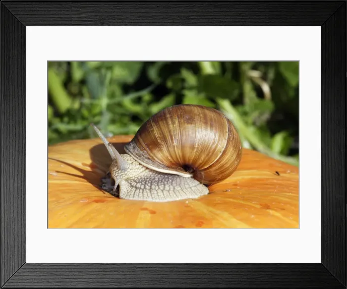 Framed Print : Burgundy Snail - edible snail. Alsace - France Framed Print : Burgundy Snail - edible snail. Alsace - France