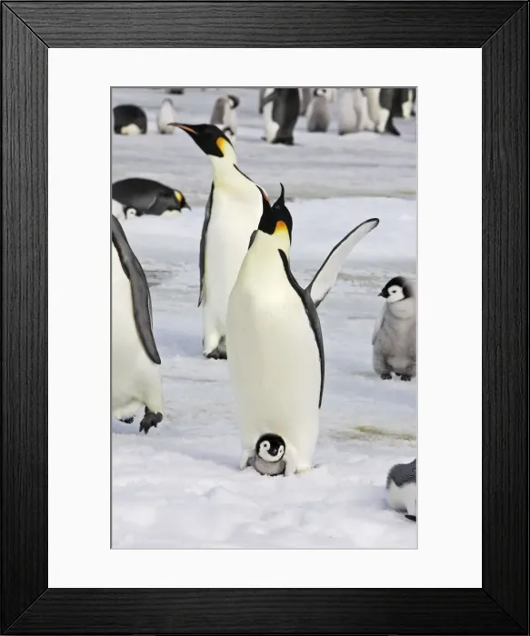 Framed Print : Emperor Penguin - adult with chick. Snow hill island - Antarctica Framed Print : Emperor Penguin - adult with chick. Snow hill island - Antarctica