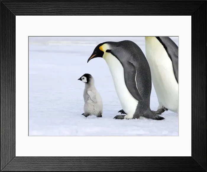 Framed Print : Emperor Penguin - adult with chick walking. Snow hill island - Antarctica Framed Print : Emperor Penguin - adult with chick walking. Snow hill island - Antarctica