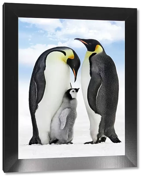 Emperor Penguin - two adults with chick. Snow hill island - Antarctica. Removed back ground Penguins, added sky