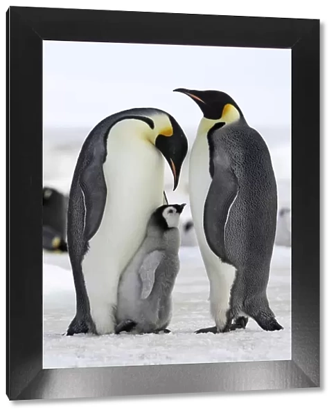 Emperor Penguin - two adults with chick. Snow hill island - Antarctica