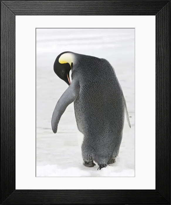 Framed Print : Emperor Penguin - backview. Snow hill island - Antarctica Framed Print : Emperor Penguin - backview. Snow hill island - Antarctica