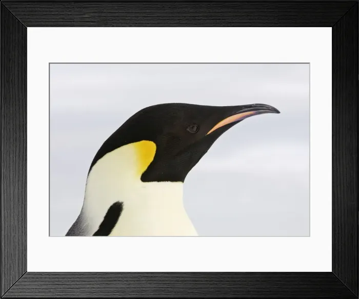 Framed Print : Emperor Penguin - close-up of head. Snow hill island - Antarctica Framed Print : Emperor Penguin - close-up of head. Snow hill island - Antarctica