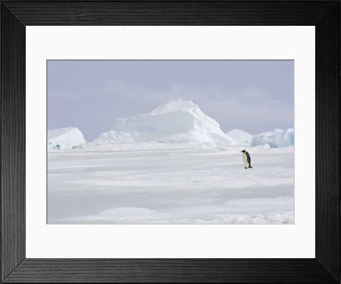 Framed Print : Emperor Penguin - adult walking across ice. Snow hill island - Antarctica Framed Print : Emperor Penguin - adult walking across ice. Snow hill island - Antarctica