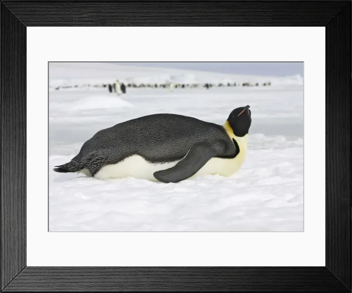 Framed Print : Emperor Penguin - lying on ice. Snow hill island - Antarctica Framed Print : Emperor Penguin - lying on ice. Snow hill island - Antarctica