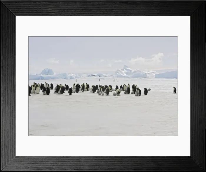 Framed Print : Emperor Penguin - colony of adults and chicks. Snow hill island - Antarctica Framed Print : Emperor Penguin - colony of adults and chicks. Snow hill island - Antarctica