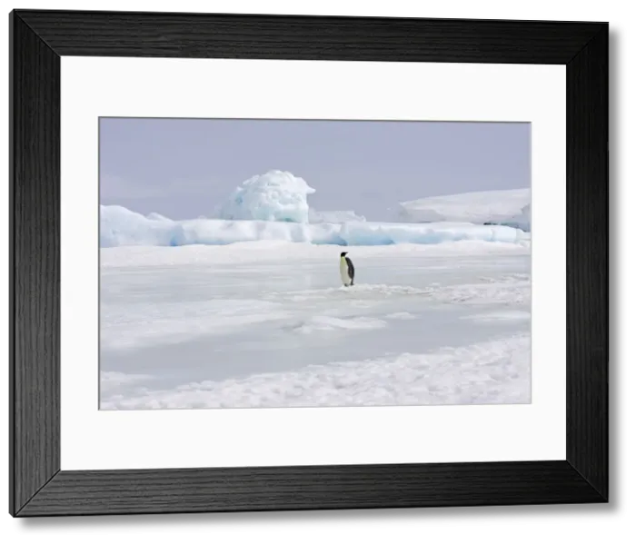 Framed Print : Emperor Penguin - single adult standing on ice. Snow hill island - Antarctica Framed Print : Emperor Penguin - single adult standing on ice. Snow hill island - Antarctica