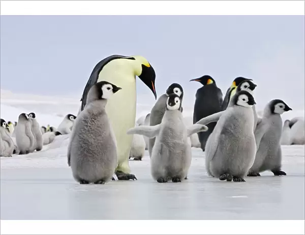 Emperor Penguin - adults and chicks. Snow hill island - Antarctica