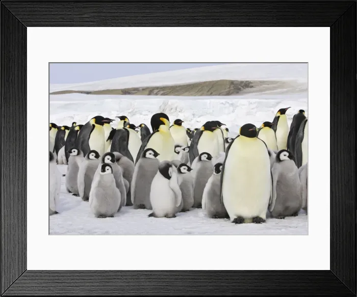 Framed Print : Emperor Penguin - adults and chicks. Snow hill island - Antarctica Framed Print : Emperor Penguin - adults and chicks. Snow hill island - Antarctica