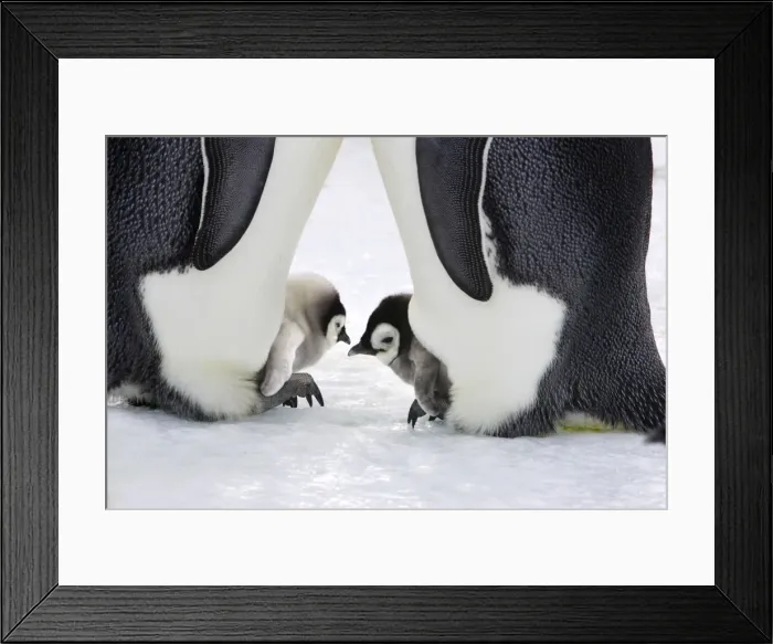 Framed Print : Emperor Penguin - adults and chicks. Snow hill island - Antarctica Framed Print : Emperor Penguin - adults and chicks. Snow hill island - Antarctica