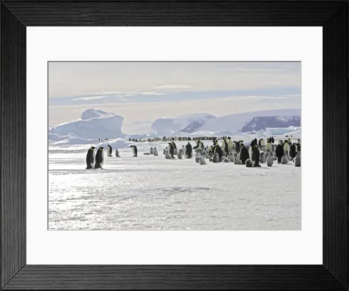 Framed Print : Emperor Penguin - colony adults and chicks. Snow hill island - Antarctica