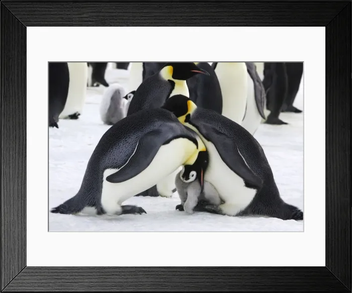 Framed Print : Emperor Penguin - pair parenting and chick. Snow hill island - Antarctica