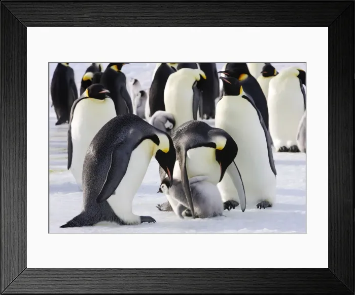 Framed Print : Emperor Penguin - adults and chicks. Snow hill island - Antarctica Framed Print : Emperor Penguin - adults and chicks. Snow hill island - Antarctica