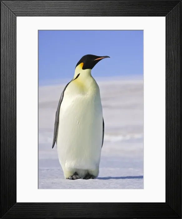 Framed Print : Emperor Penguin - adults. Snow hill island - Antarctica Framed Print : Emperor Penguin - adults. Snow hill island - Antarctica