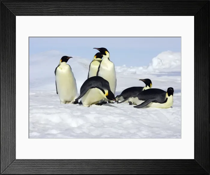 Framed Print : Emperor Penguin - group of adults. Snow hill island - Antarctica Framed Print : Emperor Penguin - group of adults. Snow hill island - Antarctica