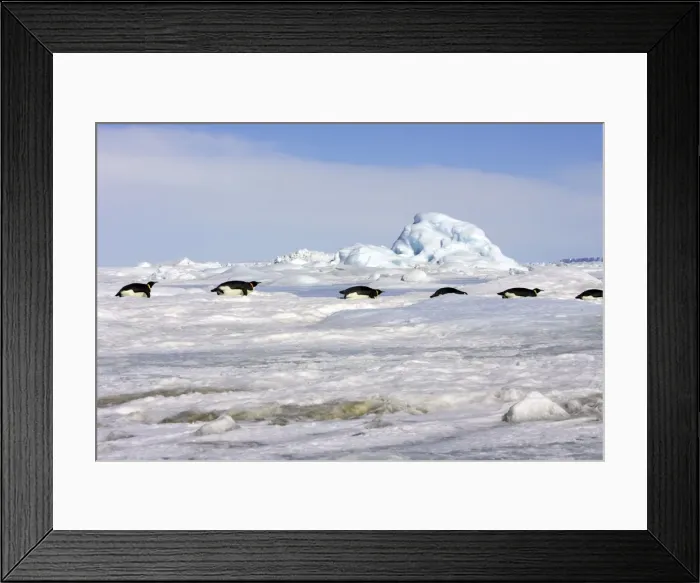 Framed Print : Emperor Penguin - group of adults sliding across ice. Snow hill island - Antarctica