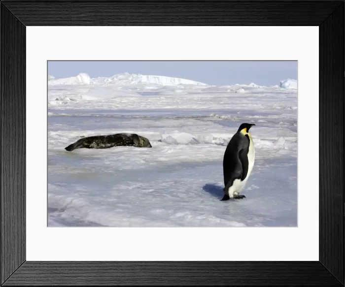 Framed Print : Emperor Penguin - adult with Seal in background. Snow hill island - Antarctica Framed Print : Emperor Penguin - adult with Seal in background. Snow hill island - Antarctica