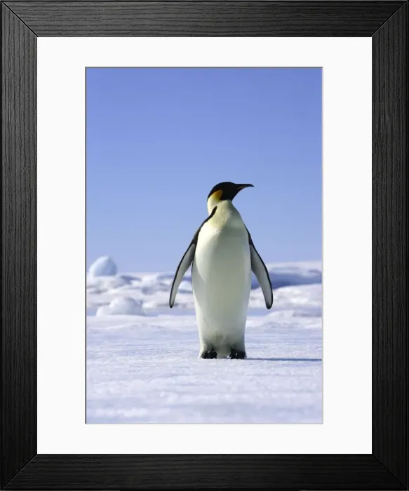 Framed Print : Emperor Penguin - adult. Snow hill island - Antarctica Framed Print : Emperor Penguin - adult. Snow hill island - Antarctica