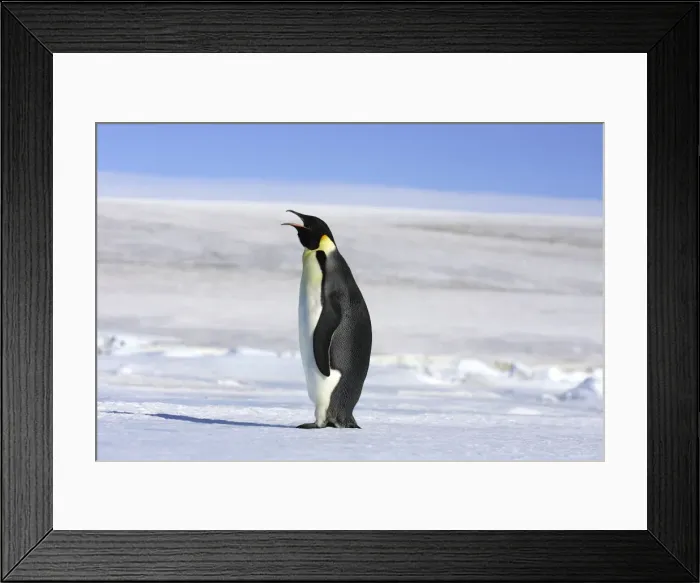 Framed Print : Emperor Penguin - adult calling. Snow hill island - Antarctica Framed Print : Emperor Penguin - adult calling. Snow hill island - Antarctica