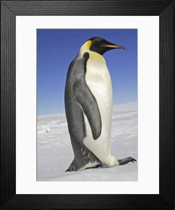 Framed Print : Emperor Penguin - adult. Snow hill island - Antarctica Framed Print : Emperor Penguin - adult. Snow hill island - Antarctica