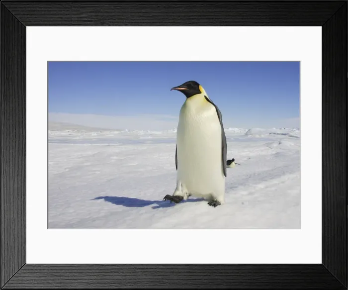 Framed Print : Emperor Penguin - adult. Snow hill island - Antarctica Framed Print : Emperor Penguin - adult. Snow hill island - Antarctica