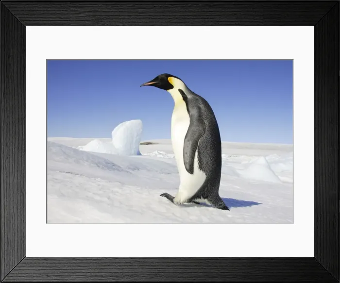 Framed Print : Emperor Penguin - adult. Snow hill island - Antarctica Framed Print : Emperor Penguin - adult. Snow hill island - Antarctica