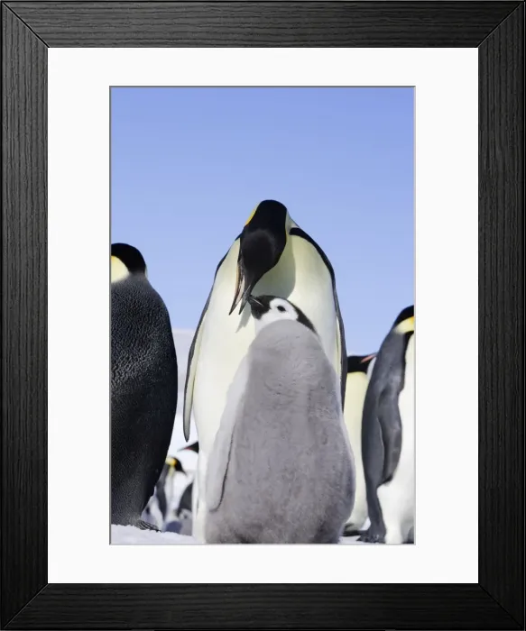 Framed Print : Emperor Penguin - adult feeding chick. Snow hill island - Antarctica Framed Print : Emperor Penguin - adult feeding chick. Snow hill island - Antarctica