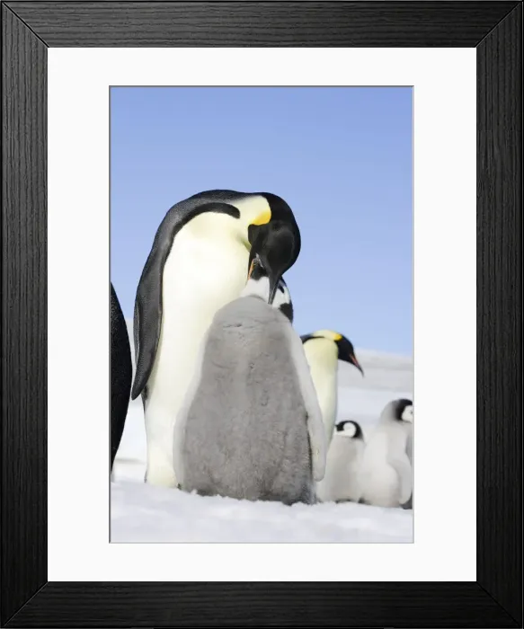 Framed Print : Emperor Penguin - adult feeding chick. Snow hill island - Antarctica Framed Print : Emperor Penguin - adult feeding chick. Snow hill island - Antarctica