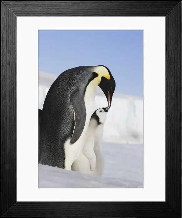 Framed Print : Emperor Penguin - adult feeding chick. Snow hill island - Antarctica Framed Print : Emperor Penguin - adult feeding chick. Snow hill island - Antarctica