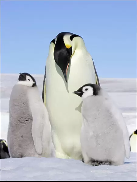 Emperor Penguin - adult and two chicks. Snow hill island - Antarctica