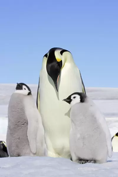 Emperor Penguin - adult and two chicks. Snow hill island - Antarctica
