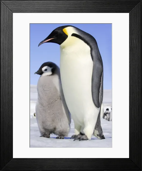 Framed Print : Emperor Penguin - adult and chick. Snow hill island - Antarctica Framed Print : Emperor Penguin - adult and chick. Snow hill island - Antarctica
