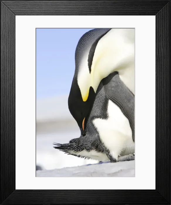 Framed Print : Emperor Penguin - preening. Snow hill island - Antarctica Framed Print : Emperor Penguin - preening. Snow hill island - Antarctica