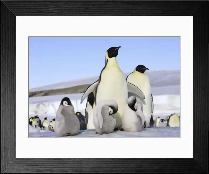 Framed Print : Emperor Penguin - adult & chicks. Snow hill island - Antarctica Framed Print : Emperor Penguin - adult & chicks. Snow hill island - Antarctica