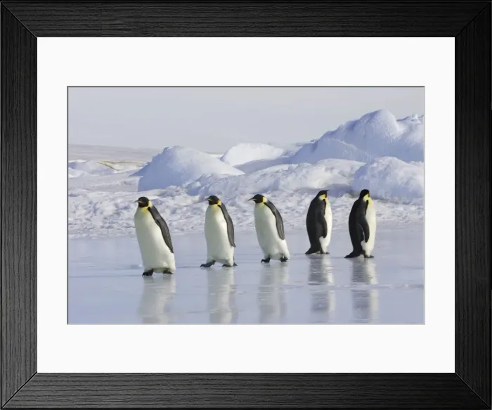 Framed Print : Emperor Penguin - adults walking across ice. Snow hill island - Antarctica Framed Print : Emperor Penguin - adults walking across ice. Snow hill island - Antarctica