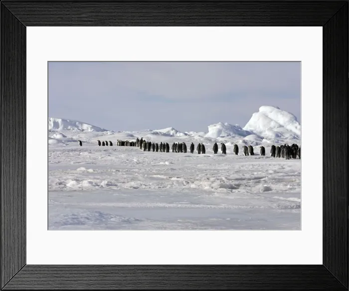 Framed Print : Emperor Penguin - line of adults walking across ice. Snow hill island - Antarctica Framed Print : Emperor Penguin - line of adults walking across ice. Snow hill island - Antarctica