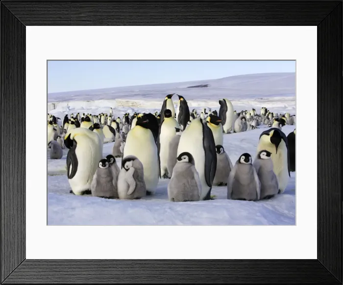 Framed Print : Emperor Penguin - group of adults and chicks. Snow hill island - Antarctica Framed Print : Emperor Penguin - group of adults and chicks. Snow hill island - Antarctica
