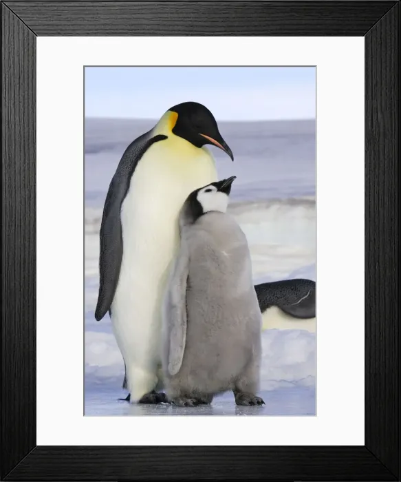 Framed Print : Emperor Penguin - adult & chick. Snow hill island - Antarctica Framed Print : Emperor Penguin - adult & chick. Snow hill island - Antarctica