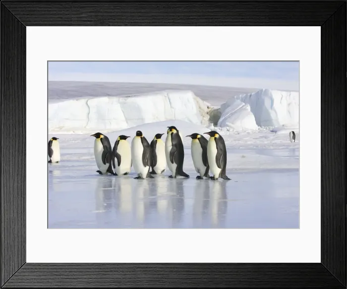 Framed Print : Emperor Penguin - line of adults standing on ice. Snow hill island - Antarctica Framed Print : Emperor Penguin - line of adults standing on ice. Snow hill island - Antarctica