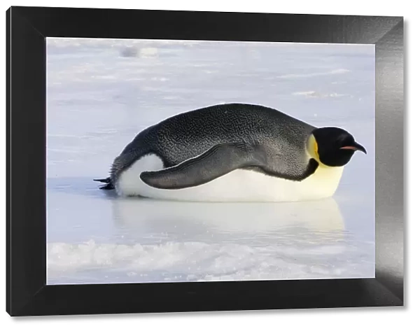 Emperor Penguin - adult lying on ice. Snow hill island - Antarctica