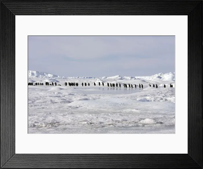 Framed Print : Emperor Penguin - line of adults walking across ice. Snow hill island - Antarctica Framed Print : Emperor Penguin - line of adults walking across ice. Snow hill island - Antarctica