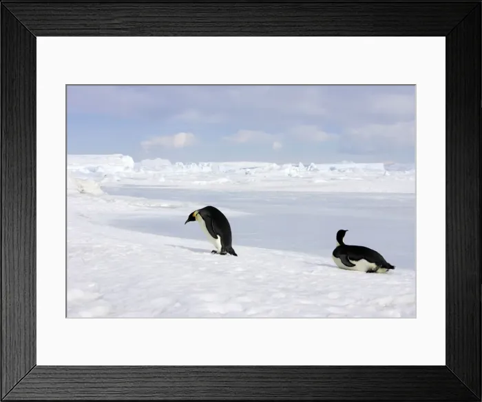 Framed Print : Emperor Penguin -two adults walking & sliding across ice. Snow hill island - Antarctica Framed Print : Emperor Penguin -two adults walking & sliding across ice. Snow hill island - Antarctica