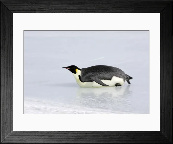 Framed Print : Emperor Penguin - sliding across ice. Snow hill island - Antarctica Framed Print : Emperor Penguin - sliding across ice. Snow hill island - Antarctica