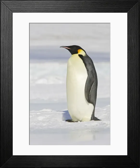 Framed Print : Emperor Penguin - adult. Snow hill island - Antarctica Framed Print : Emperor Penguin - adult. Snow hill island - Antarctica