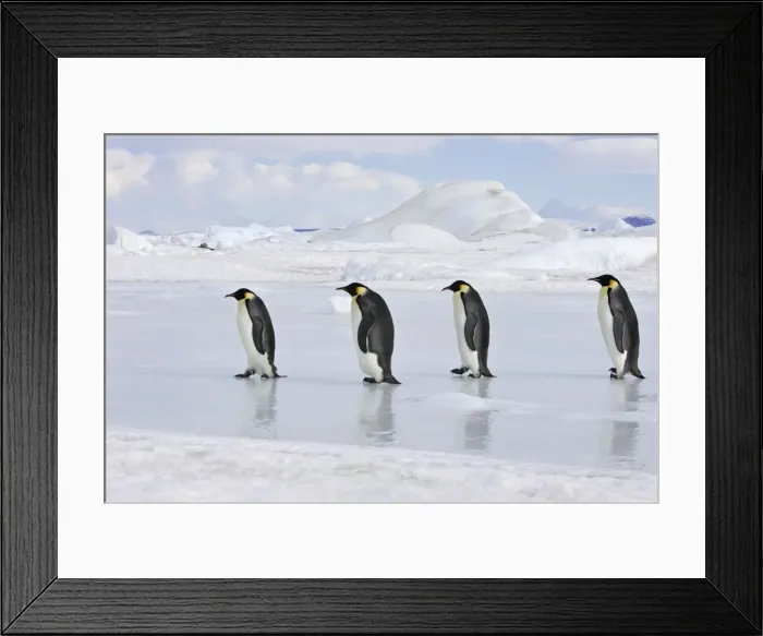 Framed Print : Emperor Penguin - line of four adults walking across ice. Snow hill island - Antarctica Framed Print : Emperor Penguin - line of four adults walking across ice. Snow hill island - Antarctica