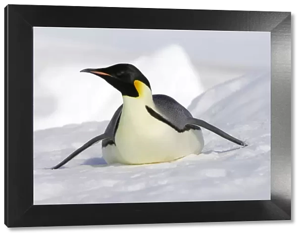 Emperor Penguin - adult sliding on ice. Snow hill island - Antarctica