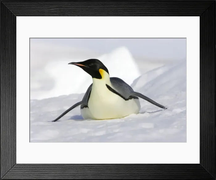 Framed Print : Emperor Penguin - adult sliding on ice. Snow hill island - Antarctica Framed Print : Emperor Penguin - adult sliding on ice. Snow hill island - Antarctica