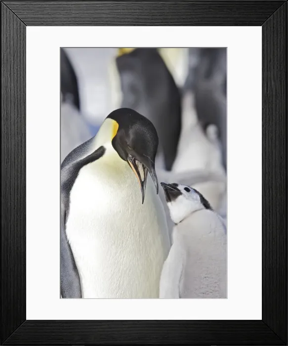 Framed Print : Emperor Penguin - adult about to feed begging chick. Snow hill island - Antarctica Framed Print : Emperor Penguin - adult about to feed begging chick. Snow hill island - Antarctica