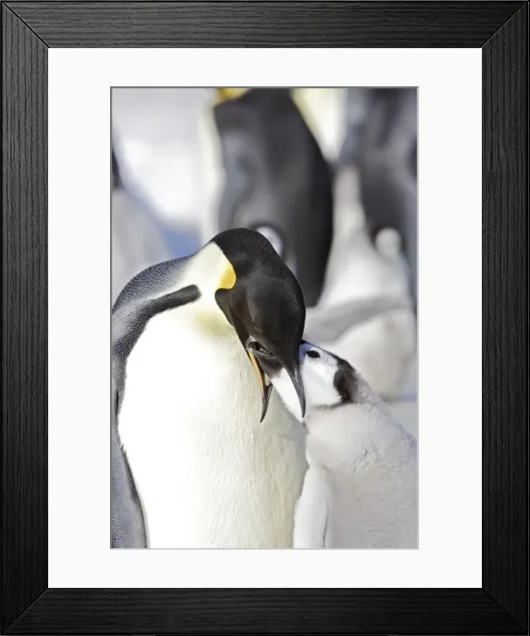 Framed Print : Emperor Penguin - adult feeding begging chick. Snow hill island - Antarctica Framed Print : Emperor Penguin - adult feeding begging chick. Snow hill island - Antarctica